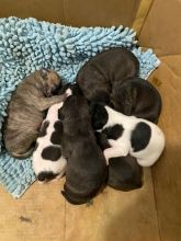 Pitbull puppies Image eClassifieds4U