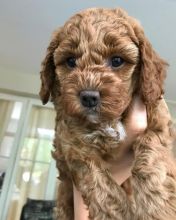 Stunning cavapoo puppies available for adoption. (jb2017503@gmail.com) Image eClassifieds4u 1