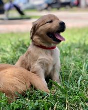Stunning golden retriever puppies available for adoption. (emmareagan02@gmail.com) Image eClassifieds4u 2