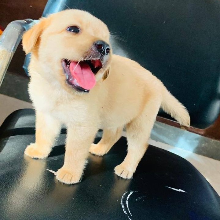 Super adorable Labrador puppies available Contact.[ashleemiler725@gmail.com] Image eClassifieds4u