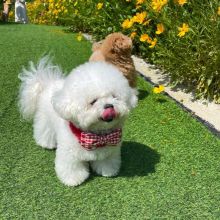 Potty trained bichon frise puppies,(monicamai400@gmail.com)