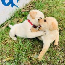 Super adorable Labrador puppies available Contact.[ashleemiler725@gmail.com]