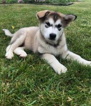 Alaskan Malamute Puppies For Adoption