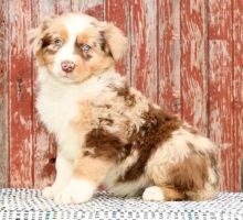 Australian Shepherd Puppies