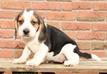 Beagle Puppies