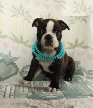 Boston Terrier Puppies Available