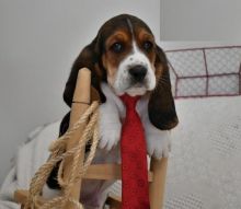 CKC Basset Hound