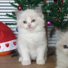 Cute Ragdoll kitten for adoption Email US (dylanmilton225@gmail.com )