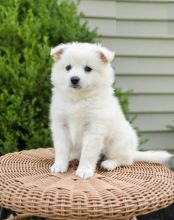 Healthy American Eskimo Puppies