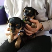 Male and Female Yorkie Puppies for adoption Email us ( dylanmilton225@gmail.com)