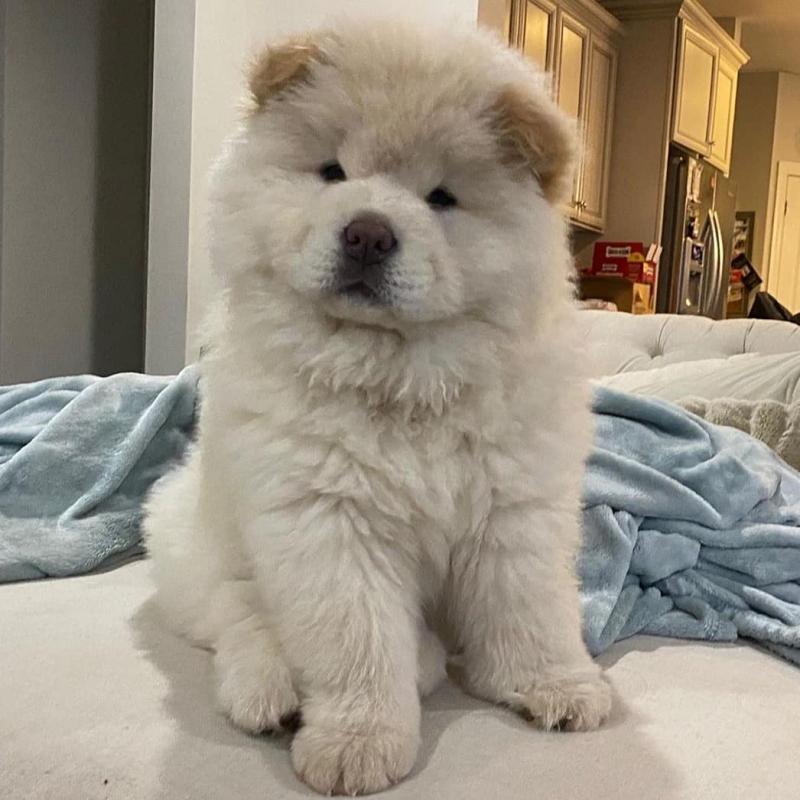 Amazing Male and female English bulldog puppies available.(jessicamore535@gmail.com) Image eClassifieds4u