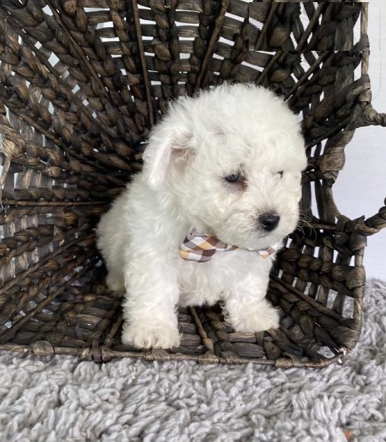 Bichon Frise Puppies Image eClassifieds4u