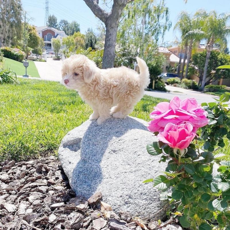cavapoo puppies for adoption(katekathy328@gmail.com) Image eClassifieds4u