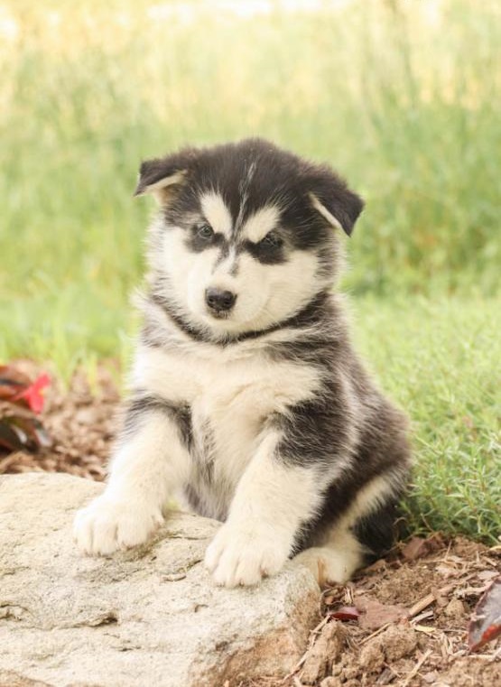 CKC Alaskan Malamutes Image eClassifieds4u