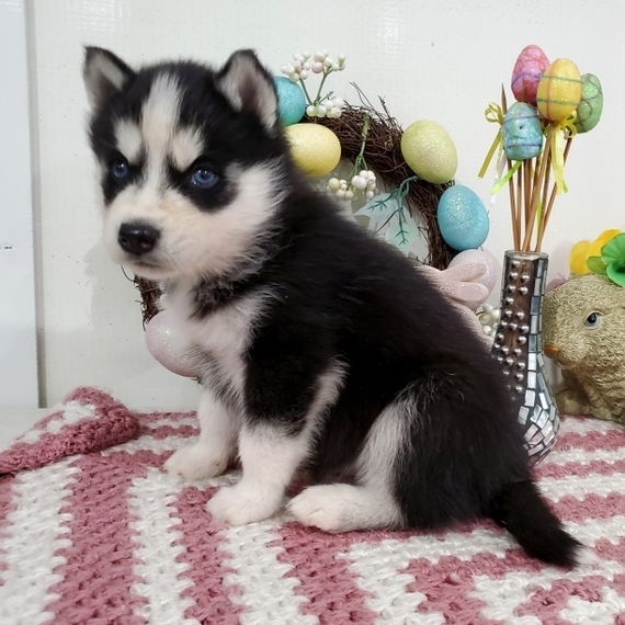 Excellent Siberian husky Puppies for adoption Email us ( dylanmilton225@gmail.com ) Image eClassifieds4u