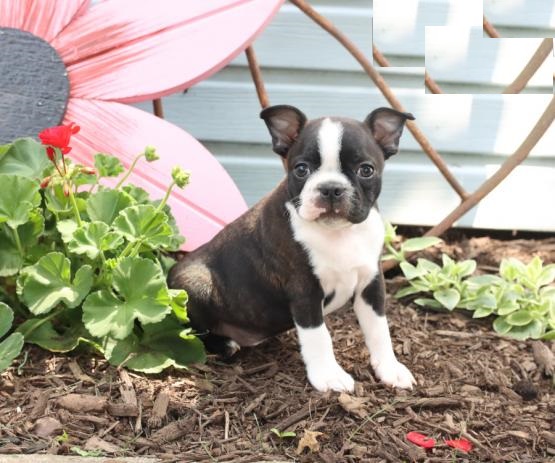 Healthy Boston Terrier Puppies Image eClassifieds4u