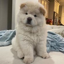 Amazing Male and female English bulldog puppies available.(jessicamore535@gmail.com) Image eClassifieds4u 2