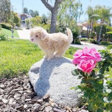cavapoo puppies for adoption(katekathy328@gmail.com) Image eClassifieds4u 2