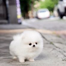 Cute Maltese Puppy for adoption Email us ( dylanmilton225@gmail.com ) Image eClassifieds4U