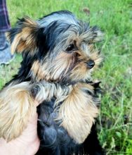 Adorable teacup Yorkies