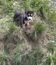 Alaskan Malamute Puppies Available