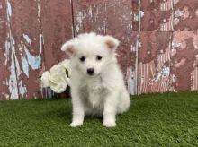 American Eskimo Puppies Available
