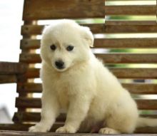 American Eskimo Puppies For Adoption