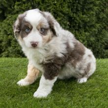 Australian Shepherd Puppies For Adoption