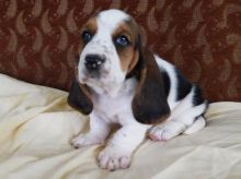 Basset Hound Puppies