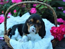 Basset Hound Puppies For Adoption