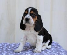 Beagle Puppies Available