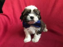 Beautiful Tuxedo Shih Tzu Puppies available for a new home.[lindsayurbin@gmail.com]