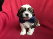 Beautiful Tuxedo Shih Tzu Puppies available for a new home.[lindsayurbin@gmail.com]