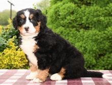 Bernese Mountain Puppies