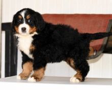 Bernese Mountain Puppies Available