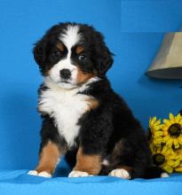 Bernese Mountain Puppies For Adoption