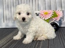 Bichon Frise Puppies Available