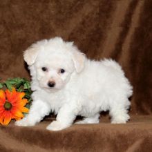 Bichon Frise Puppies For Adoption