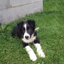 Border Collie Puppies Available