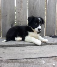 Border Collie Puppies For Adoption