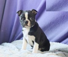 Boston Terrier Puppies