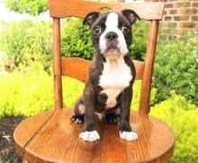 Boston Terrier Puppies For Adoption