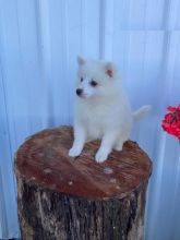 CKC American Eskimo