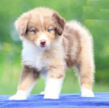 CKC Australian Shepherds