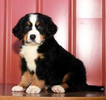 CKC Bernese Mountain Dog