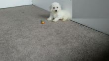 CKC Bichon Frise