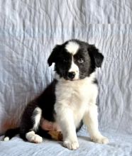 CKC Border Collies