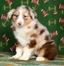 Healthy Australian Shepherd Puppies