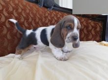 Healthy Basset Hound Puppies