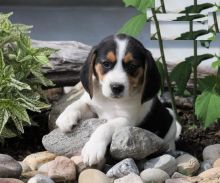 Healthy Beagle Puppies